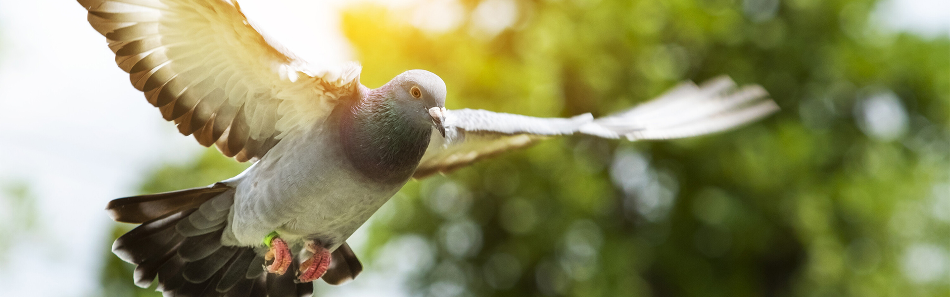 Bony Farma - Pigeon Products Bony Farma - Pigeon Products