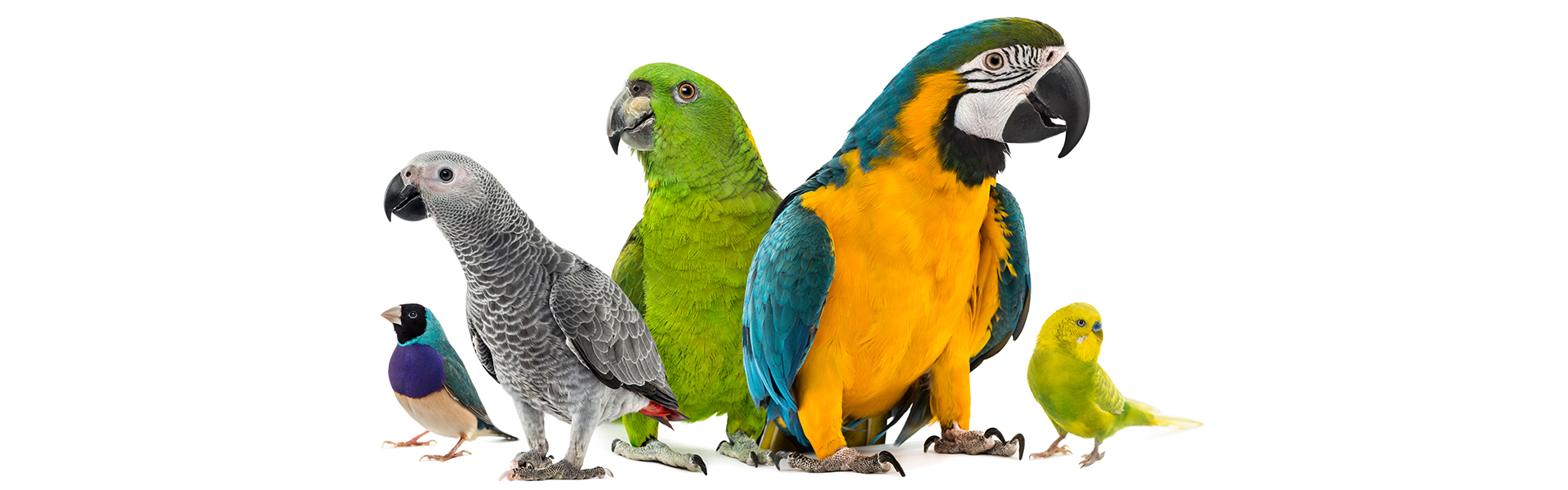 Bony Farma - Bird Products Bony Farma - Bird Products