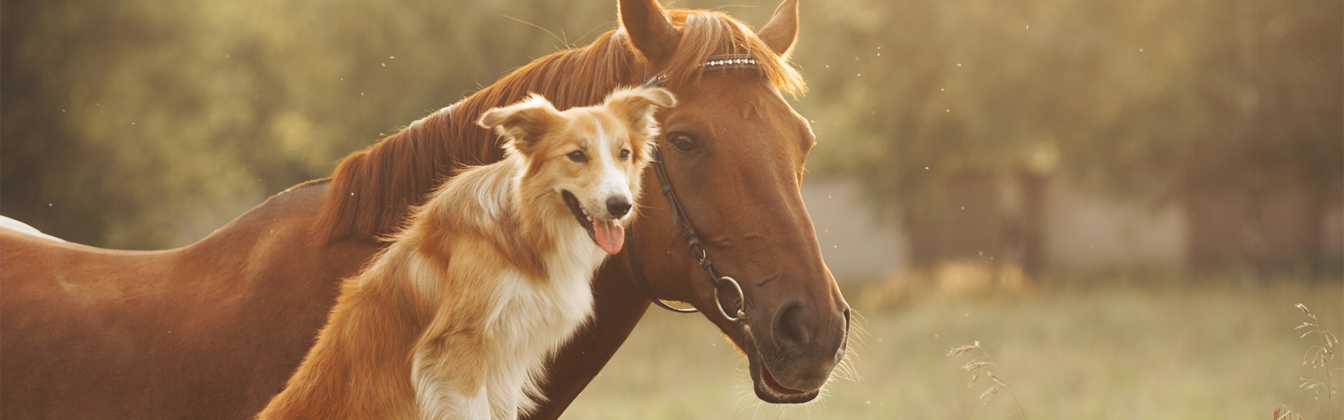 Bony Farma - Animal Health Bony Farma - Animal Health