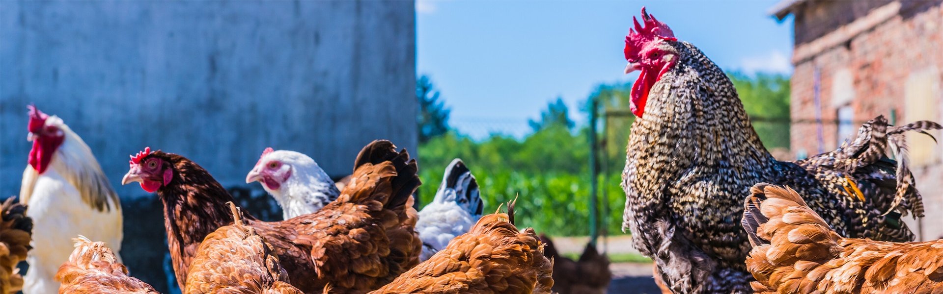 Bony Farma - Poultry Products Bony Farma - Poultry Products