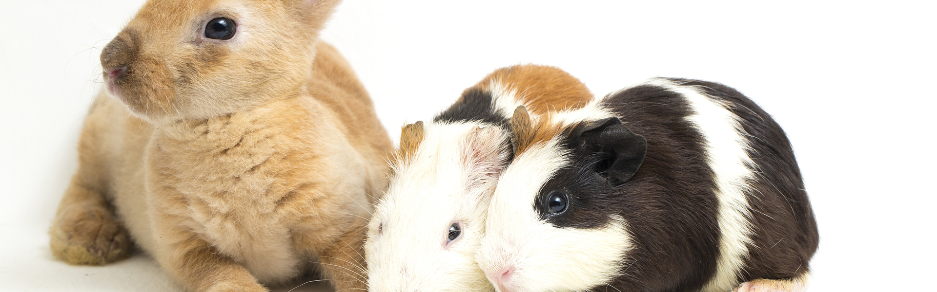 Bony Farma - Rodent Products Bony Farma - Rodent Products